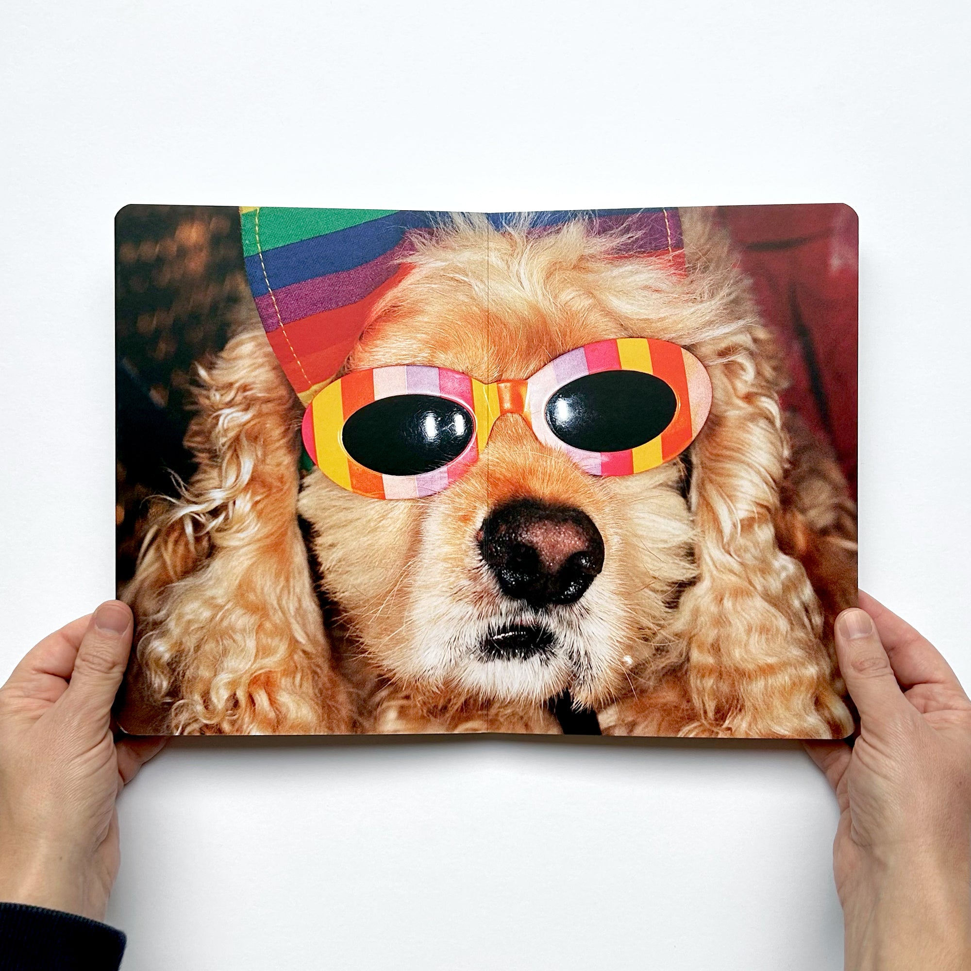 Martin Parr – Animals