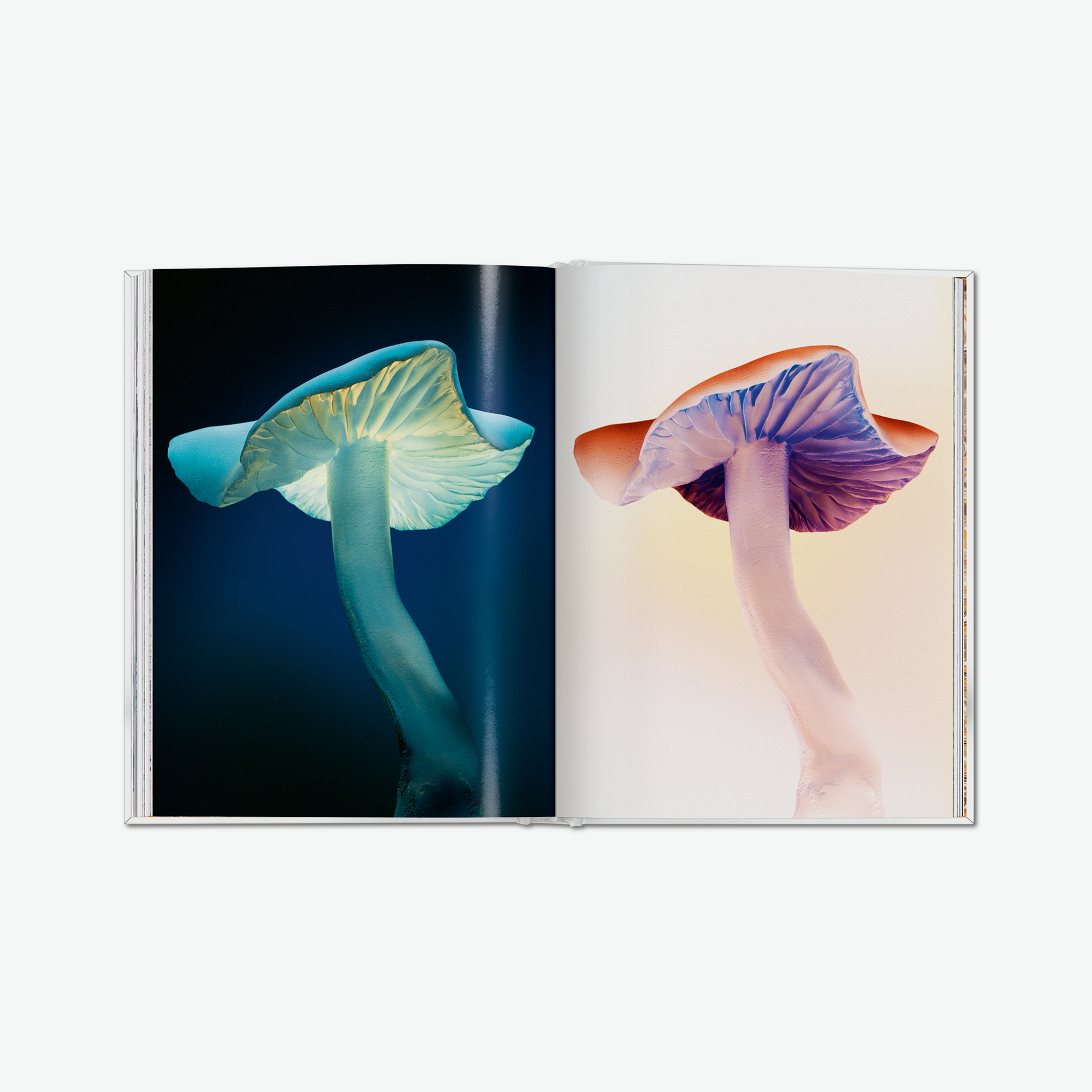 The Gourmand's Mushroom
