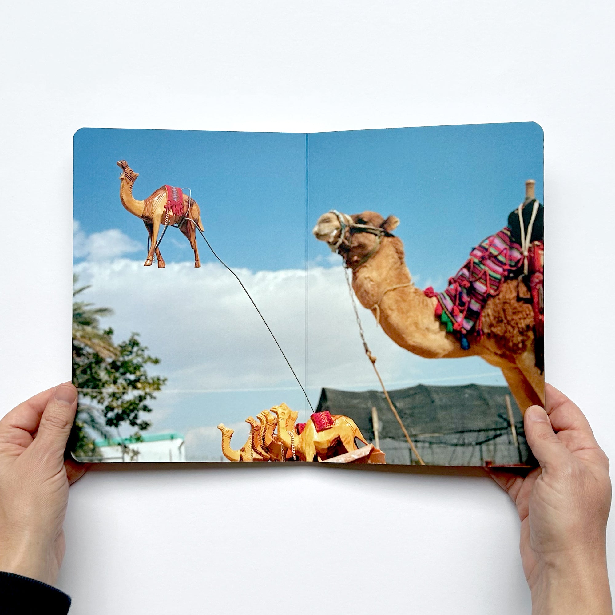 Martin Parr – Animals