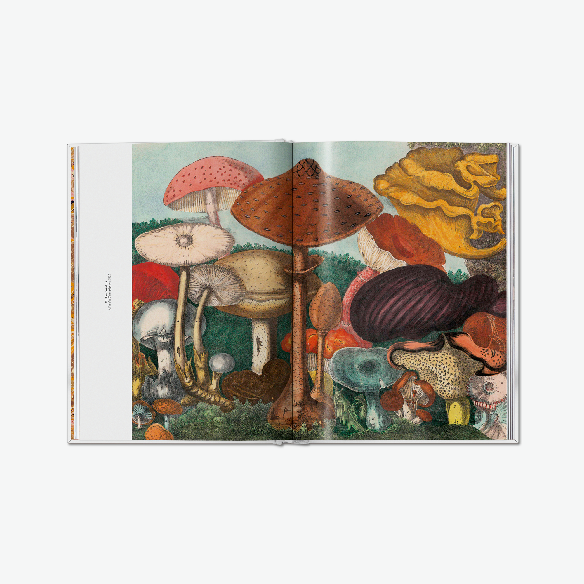 The Gourmand's Mushroom